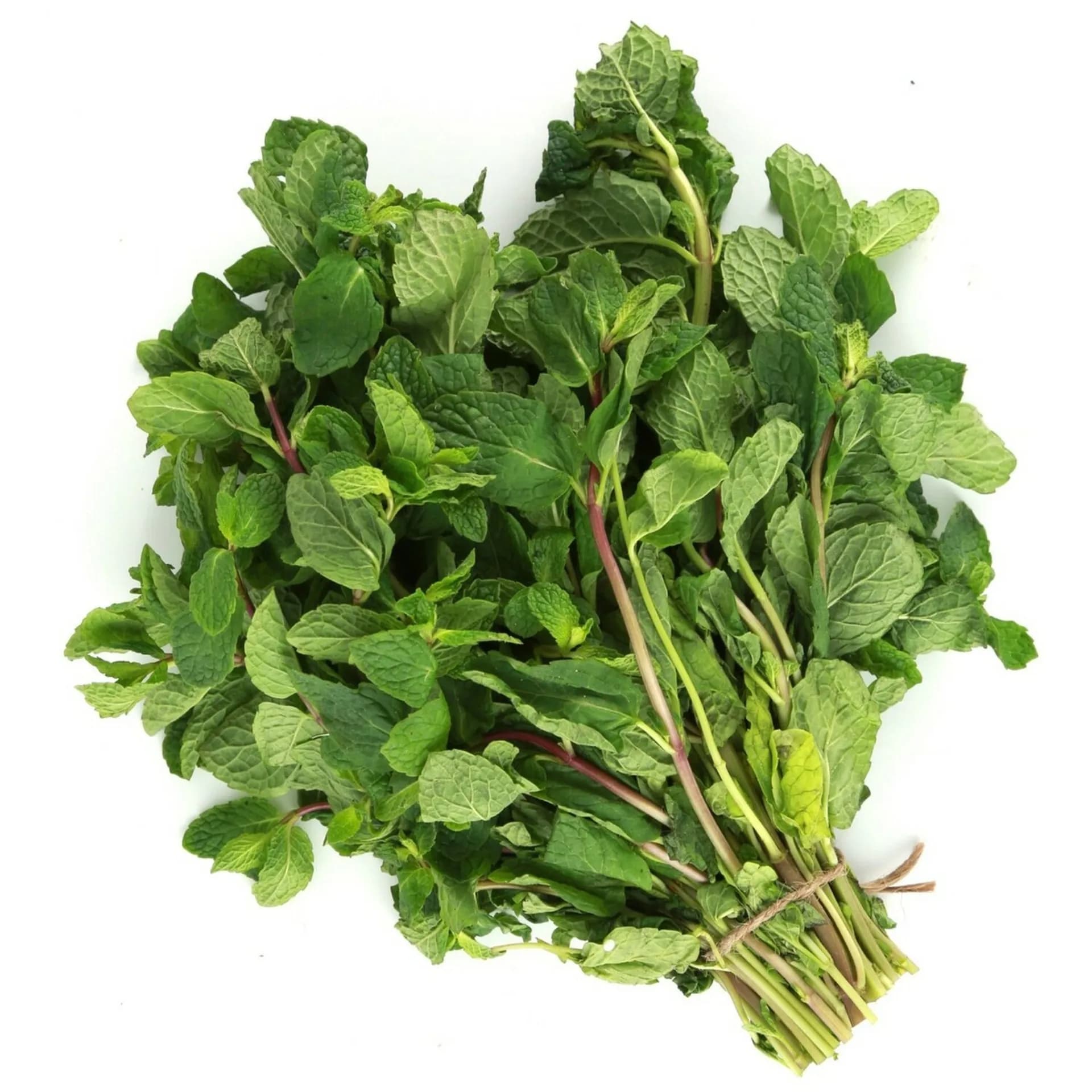 Fresh Mint